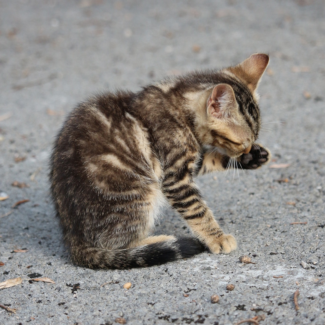 Tips for Grooming Cats with Long Fur